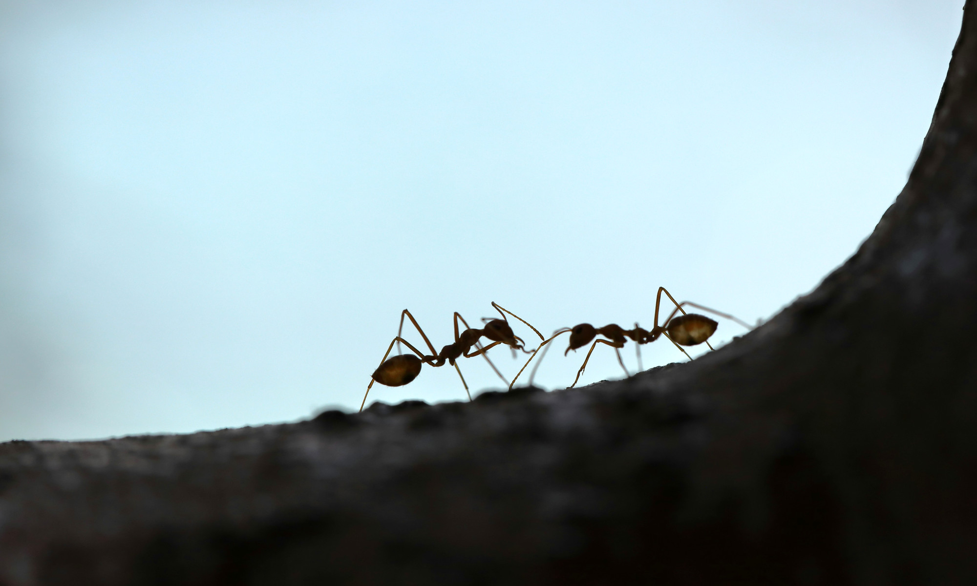 From Ants to AI: Solving Complex Logistics Challenges with Nature-Inspired Algorithms and Machine Learning